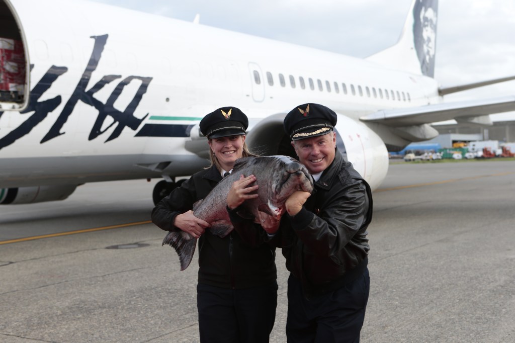 Season's first Copper River salmon arrives in Seattle Alaska Airlines