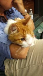 Itty Bitty Kitty waits to board an Alaska Airlines flight to Chicago.