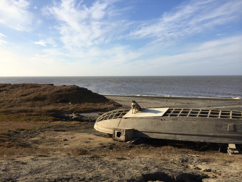 dog-boat-arctic-ocean-barrow-alaska