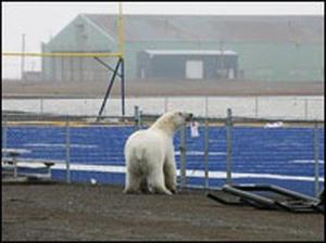 polar-bear-football-barrow
