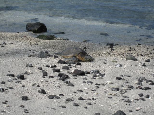 honaunau bay - turtle