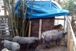 Leona Lisa, a farmer in Gig Harbor, uses her igloo as a pig shelter.
