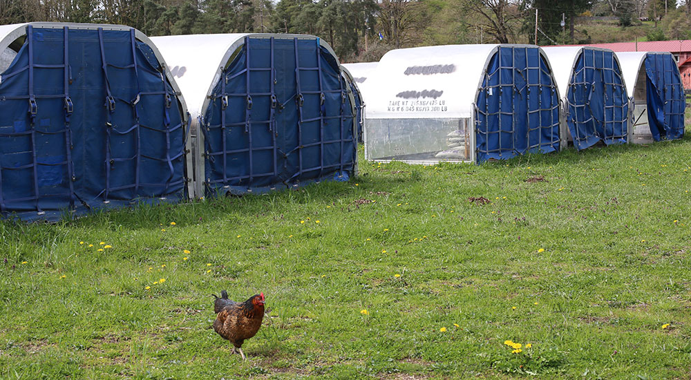 Cargo ‘igloos’ have new life as livestock houses, garden storage