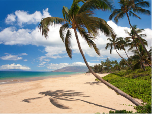 Photo of palm tree on a beach in Hawaii