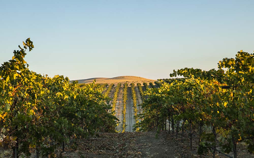 Broken Earth Winery: Sustaining the land, the wine it yields – and a ...