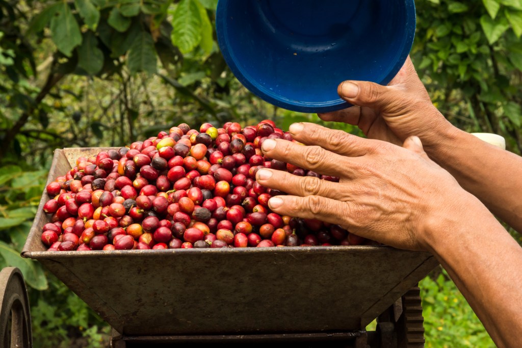 Cafetales mexicanos N361HA