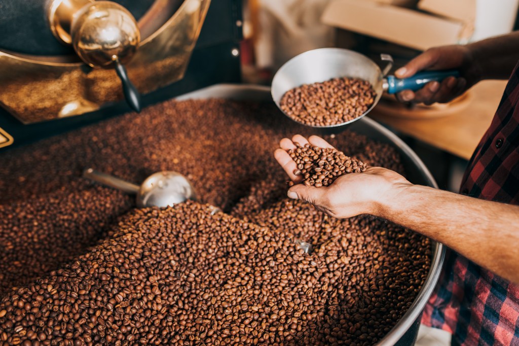 Man's hands holding freshly roasted aromatic coffee beans over a ASHA