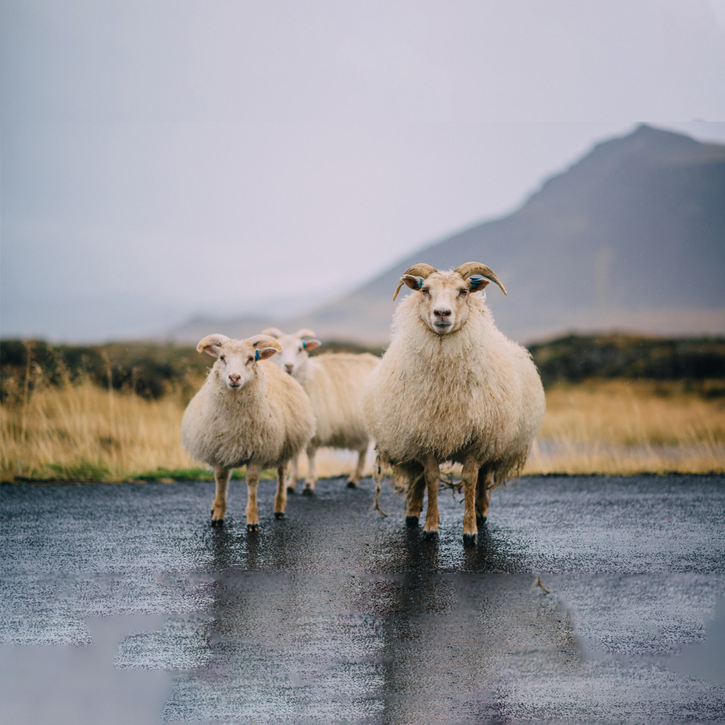 Reykjavik