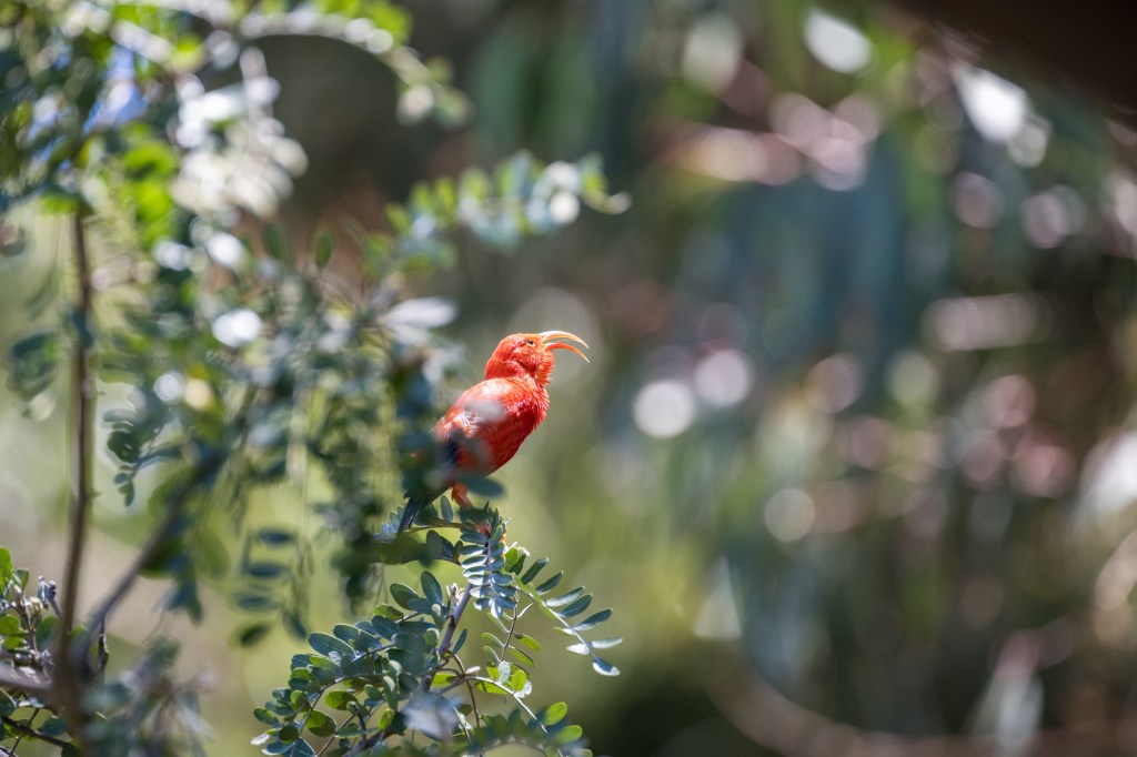 Hawaiian Honeycreeper