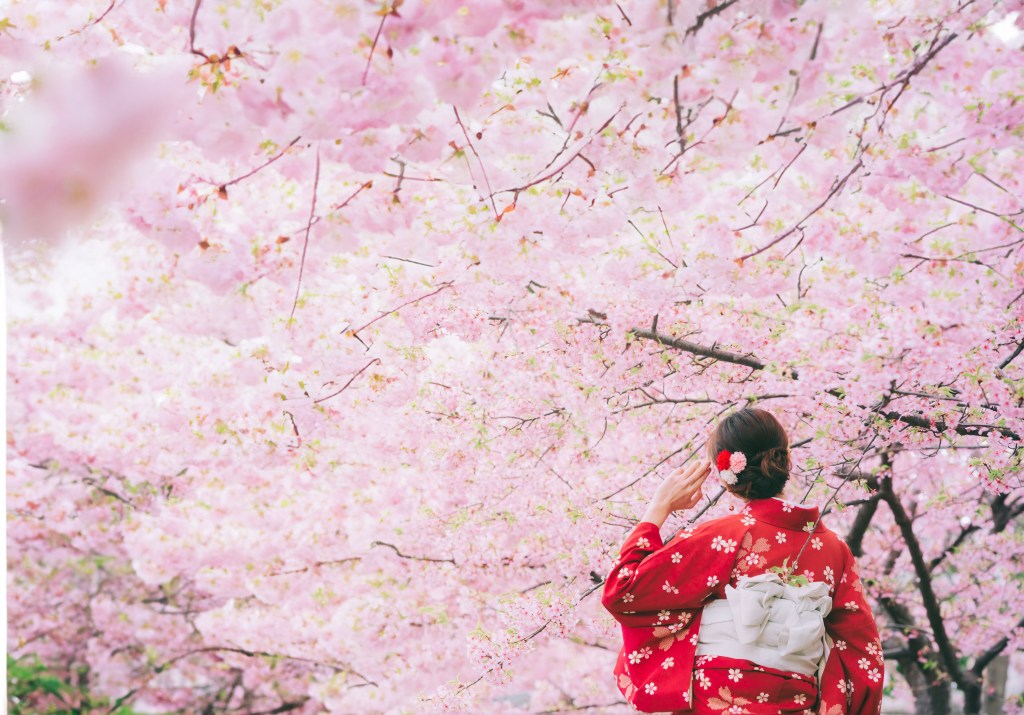 Tokyo cherry blossom