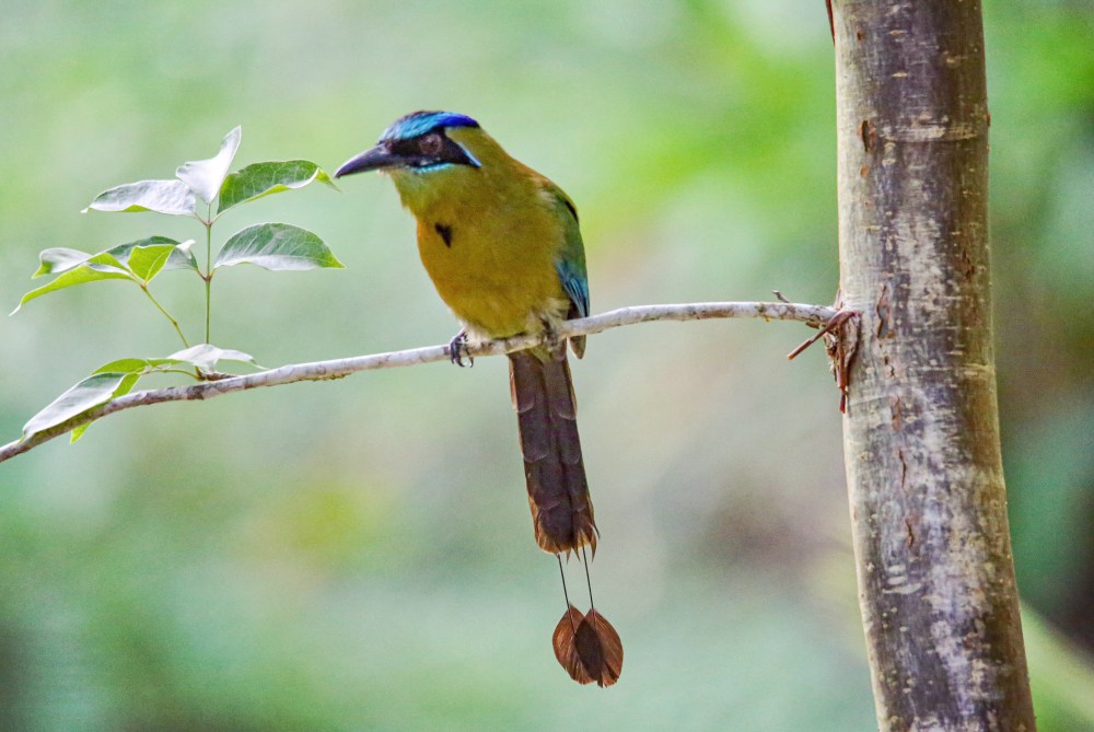 Image of a Belizean bird