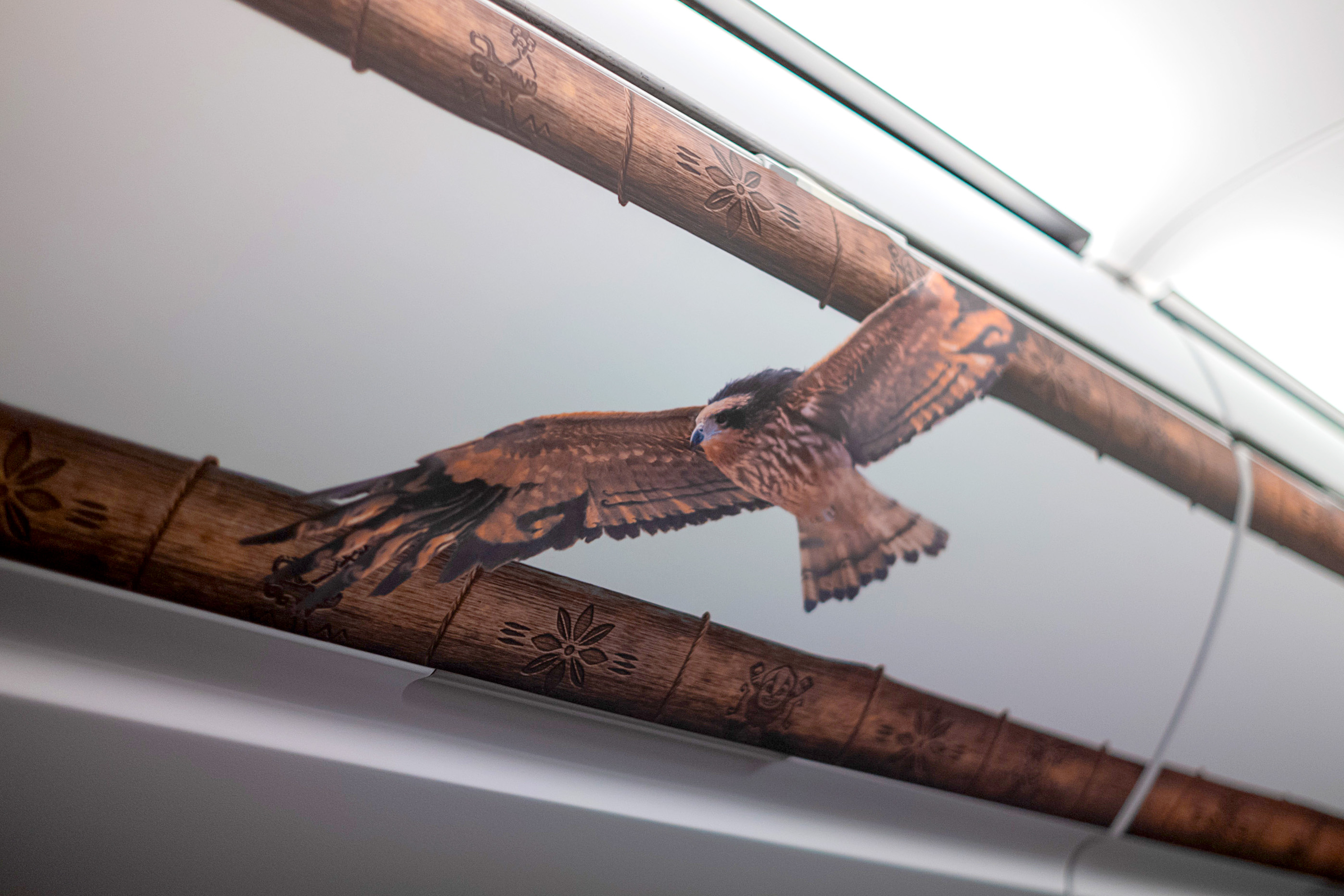 Hawk on interior