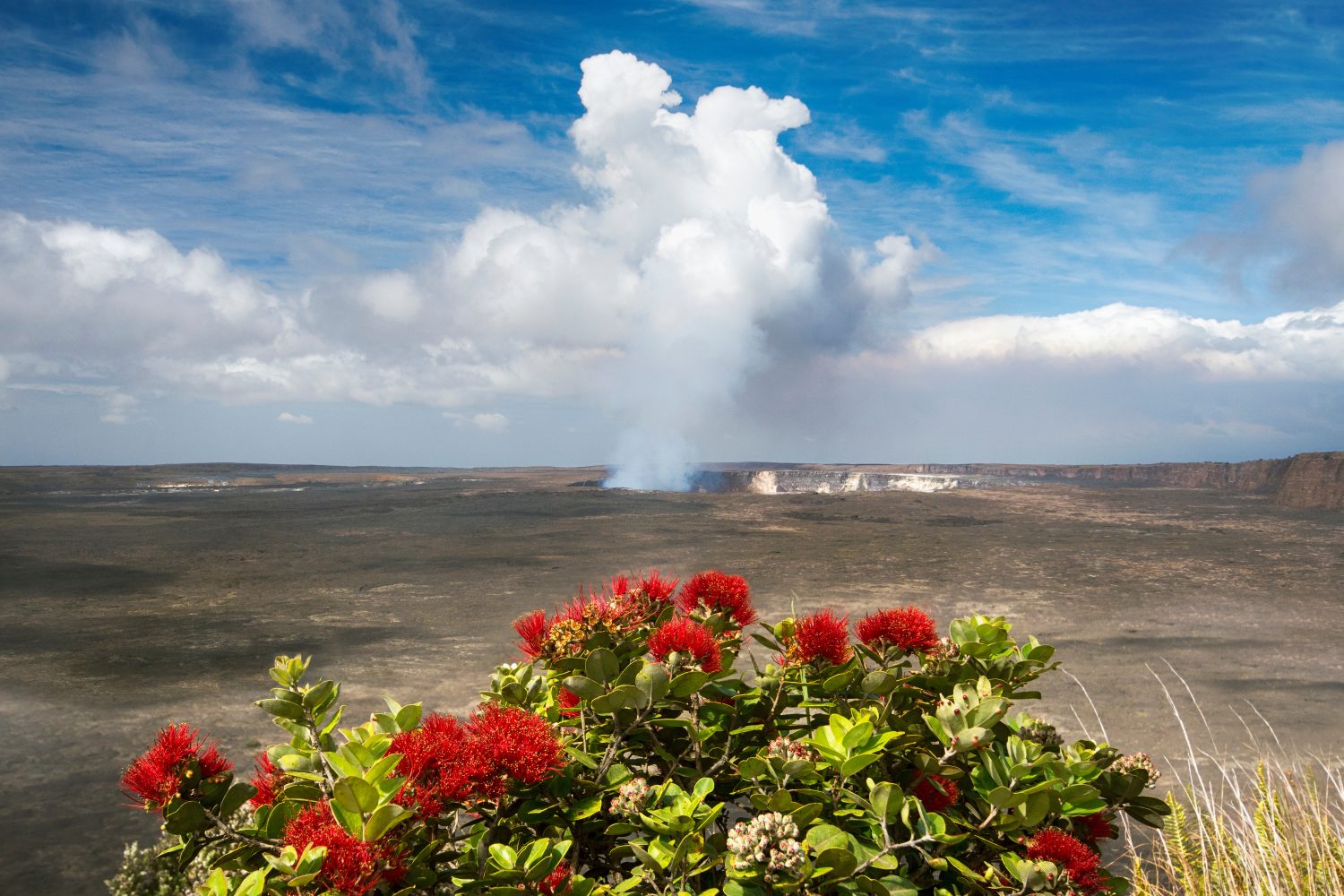 Ohia at Volcanoes