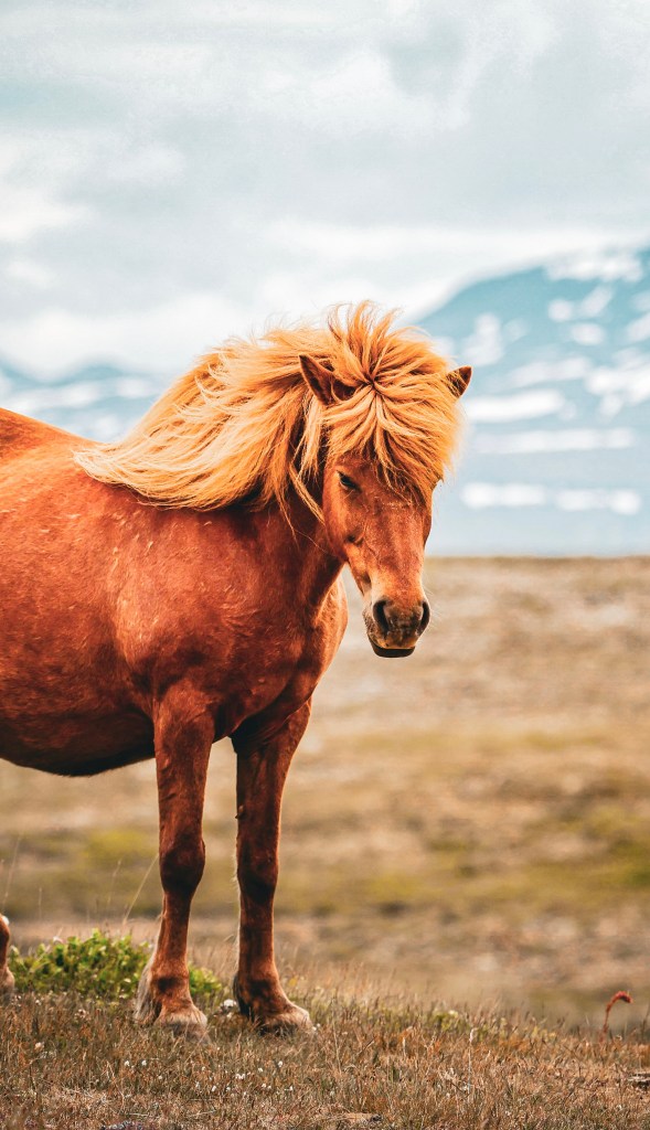 horse in iceland