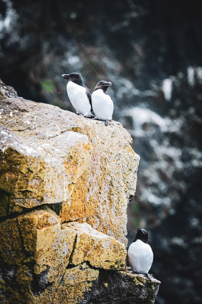 Iceland penguins