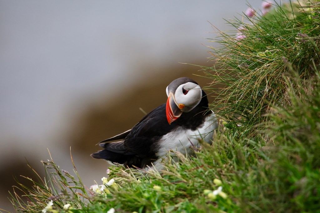 Puffin in Iceland