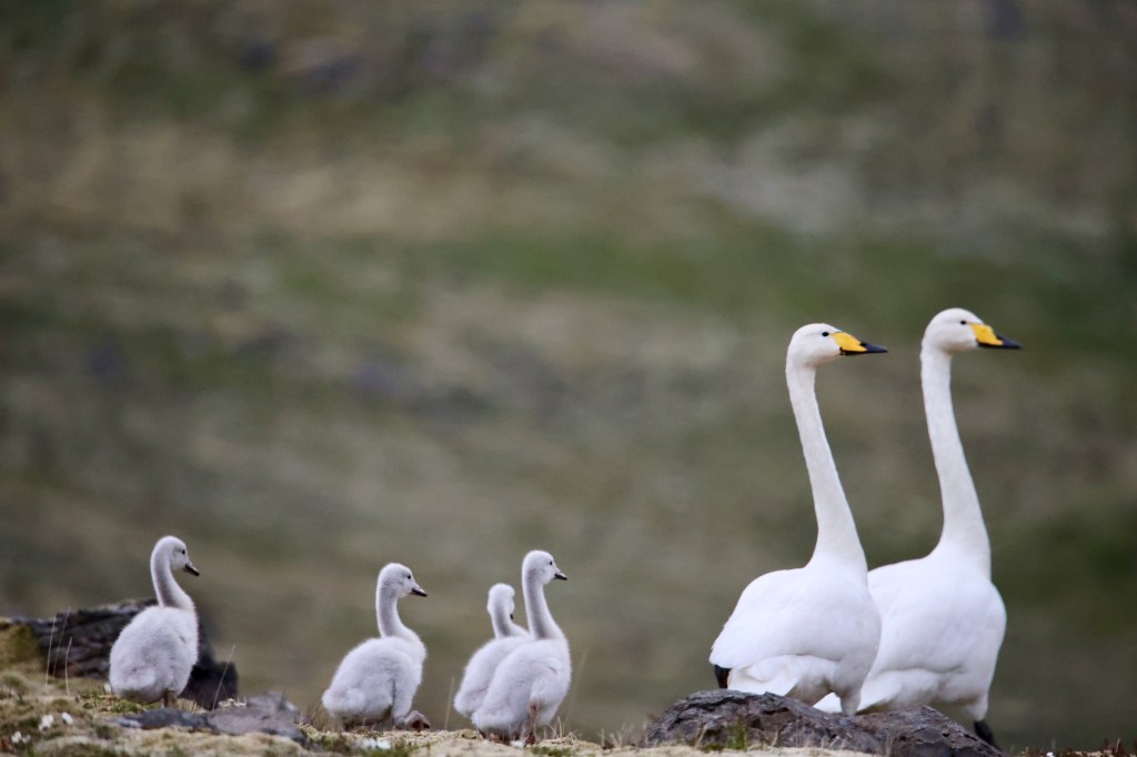 Iceland birds