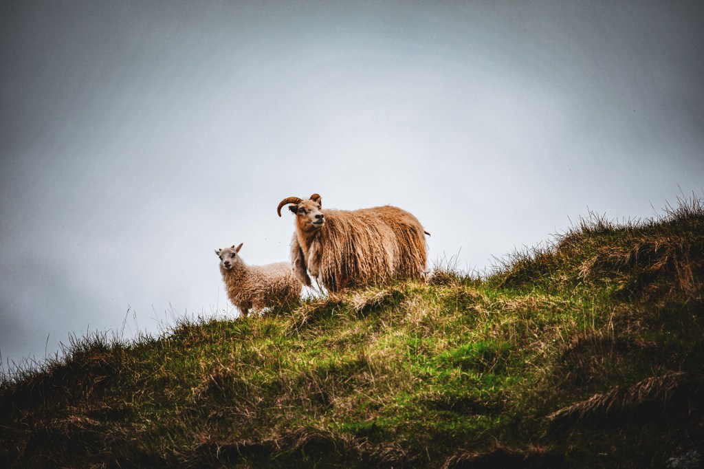 Sheep in Iceland