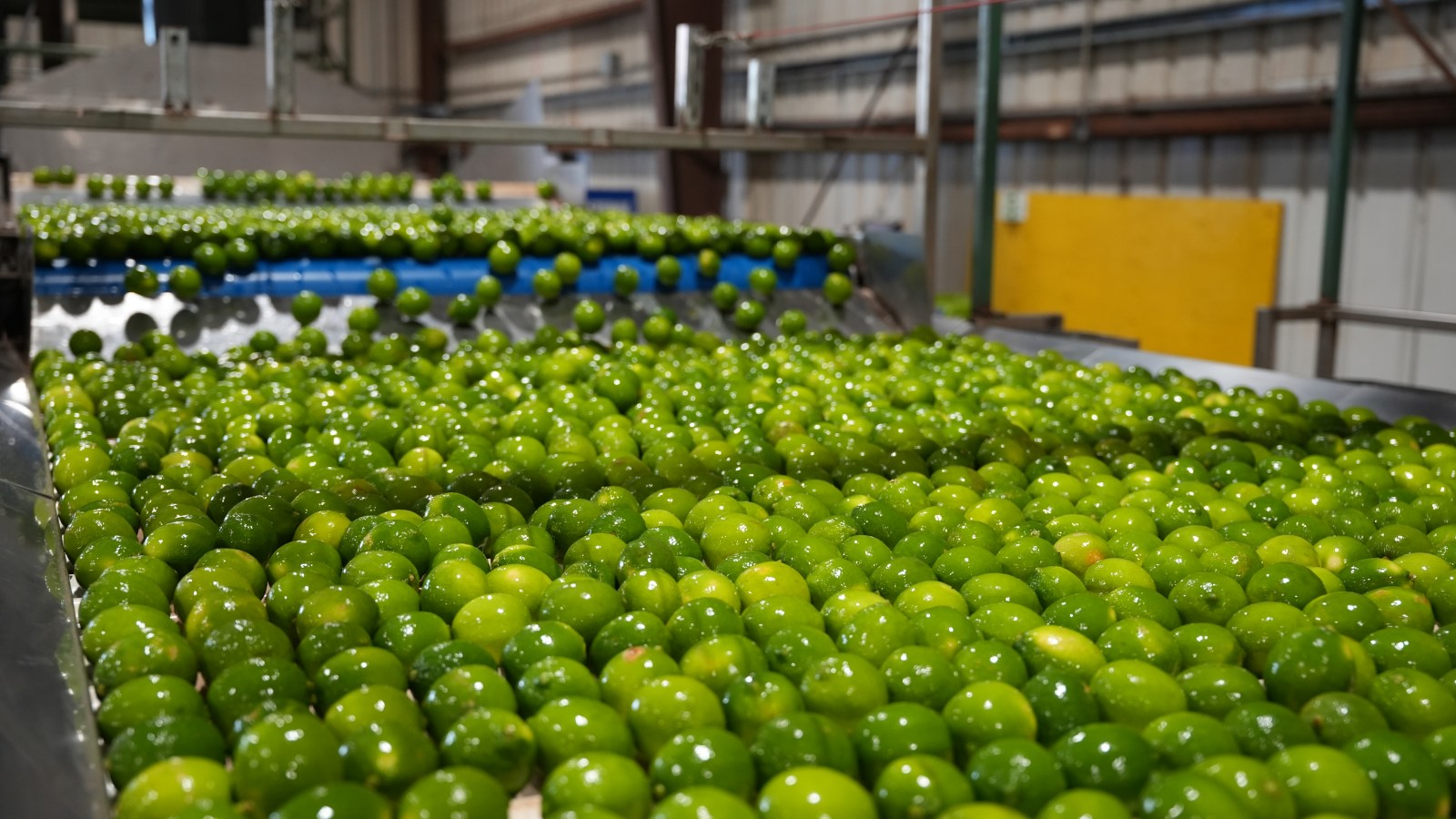 Alaska and Hawaiian Airlines begin weekly air shipments of Maui limes